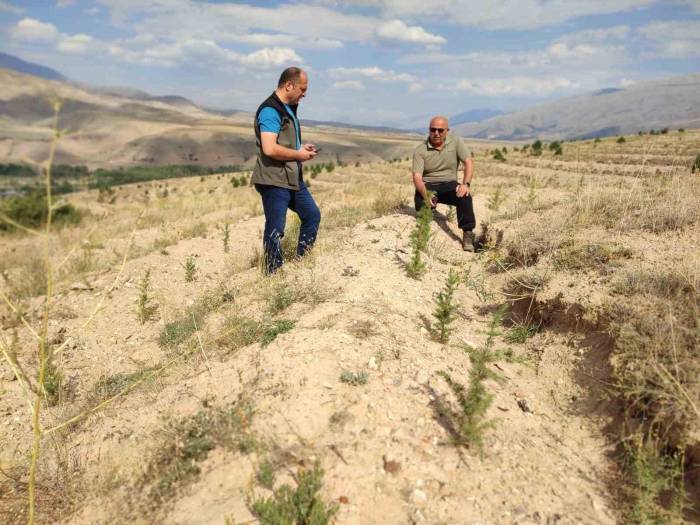 180 Bin Adet Sedir Ve 40 Bin Adet Karaçam Dikimi Yapılan Sahalarda İncelemelerde Bulunuldu