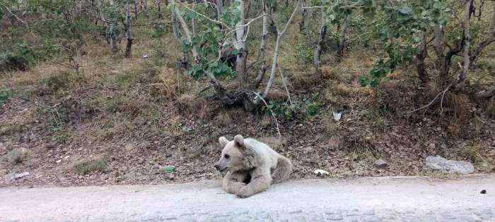 Nemrut’un Ayıları Vatandaşların İlgi Odağı Olmaya Devam Ediyor