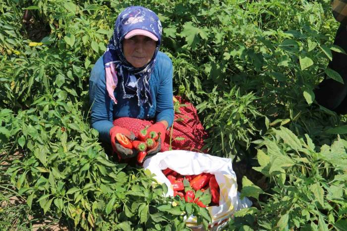 Kavurucu Sıcakta Acı Hasat, Ellerini Yüzlerine Süremiyorlar