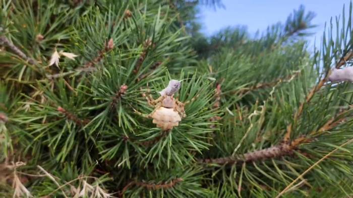 Zehirli Örümcekler Arasında, Tokat’ta Görüntülendi