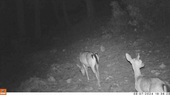 Isparta’ya Bırakılan Ala Geyiklerin İlk Yavruları Fotokapanla Görüntülendi