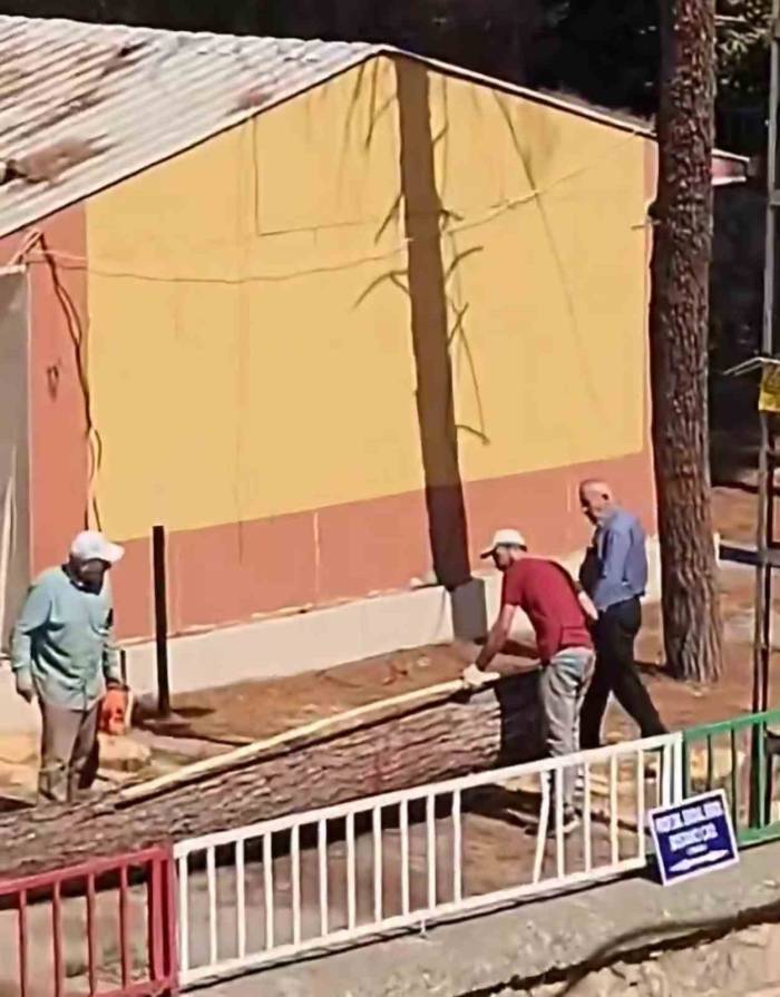 Kozalak Düşüyor İddiasıyla Kesilen Ağaçlar Tepkilere Neden Oldu