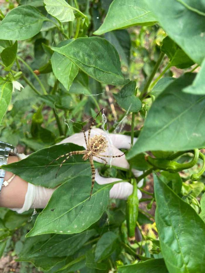 Nadir Görülüyordu Her Yerde Kendini Göstermeye Başladı