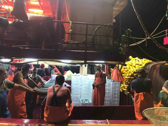 Didim’de ‘Hamsi Kotası’ Denetimi Yapıldı