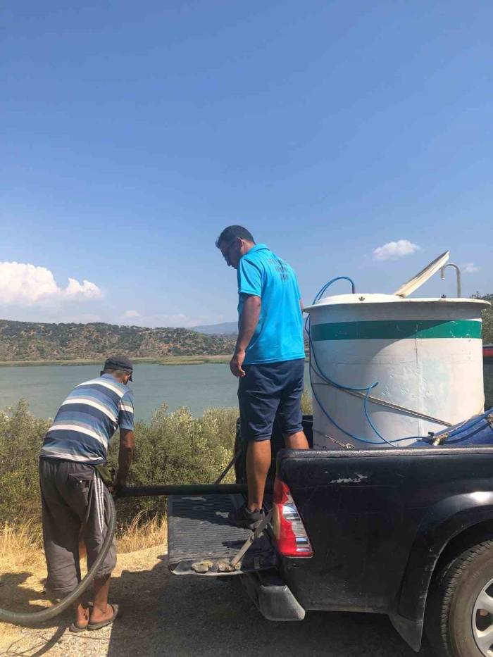 Azap Gölü’ne 250 Bin Yavru Sazan Balığı Bırakıldı