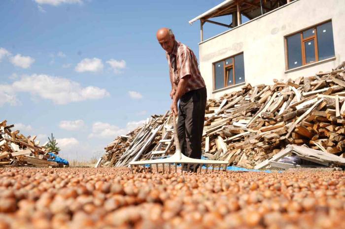 Fındığın Zorlu Mesaisi: Trabzon’da Binbir Emekle Toplanan Fındıklar Komşu İl Bayburt’ta Kurutuluyor