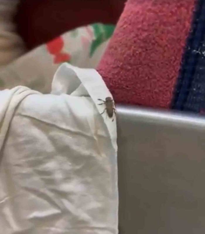 Mide Bulandıran Şartlarda Gıda Üreten 3 İşletme Mühürlendi