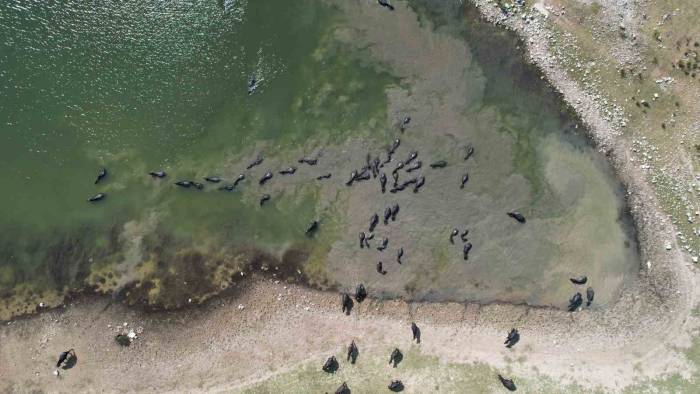 Afrika’yı Aratmayan Görüntüler İstanbul’da Kaydedildi