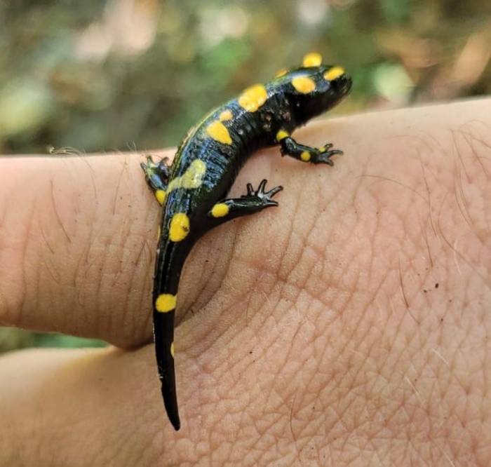 Koruma Altındaki ’benekli Semenderler’ Kemaliye’de Görüntülendi