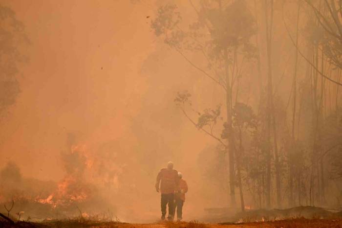 Brezilya’daki Yangında Ormanın Yüzde 20’si Küle Döndü