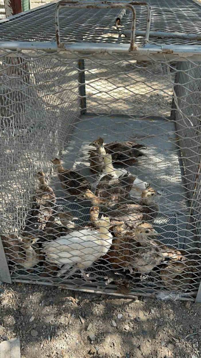 Osmaniye’de Çiftlikte İzinsiz Tavus Kuşu Besleyen Kişiye Ceza