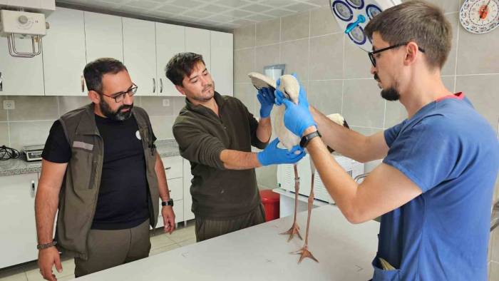 Kütahya’da Göç Yolunda Bitkin Düşen Leylek Tedavi Altına Alındı