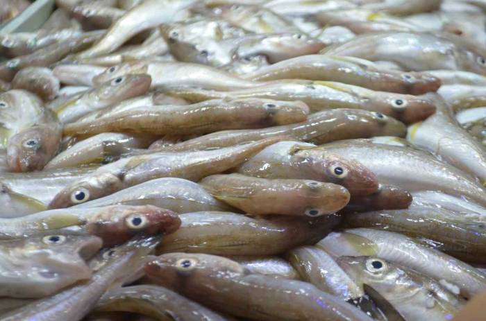 Balık Sezonu Başladı, Palamudun Çokluğu Dikkat Çekti