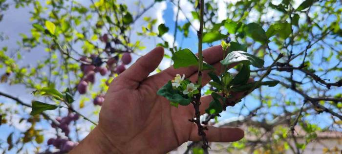 Bu Ağaç Kafaları Karıştırdı, Ağustos’ta Yaprak Döktü, Eylül’de Çiçek Açtı