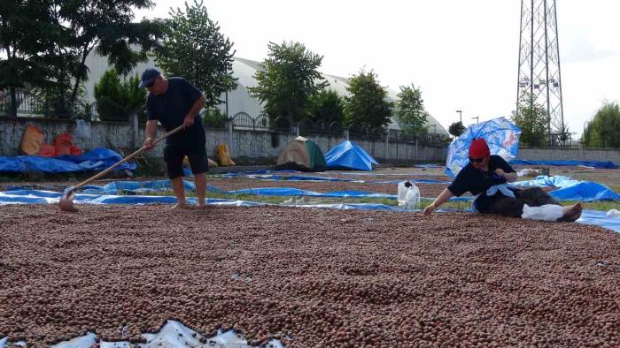 Ordu’da Üreticilerin Zorlu Fındık Kurutma Mesaisi