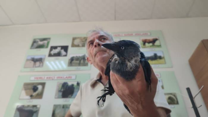 Hayvansever Vatandaş Yaralı Kargaya Sahip Çıktı