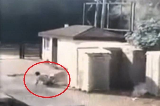 Köpeğin Saldırma Anı Kamerada