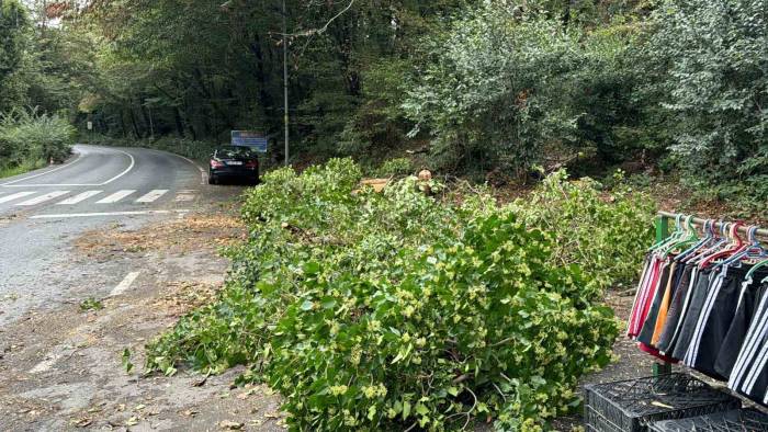 Sarıyer’de Kökünden Kopan Ağaç Araçların Üzerine Devrildi, Sürücüler Korku Dolu Anlar Yaşadı