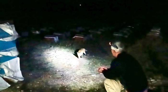 Ağrı’da Arıcılık Yapan Emekli Polis, Her Akşam Yanına Gelen Tilkileri Elleriyle Besliyor