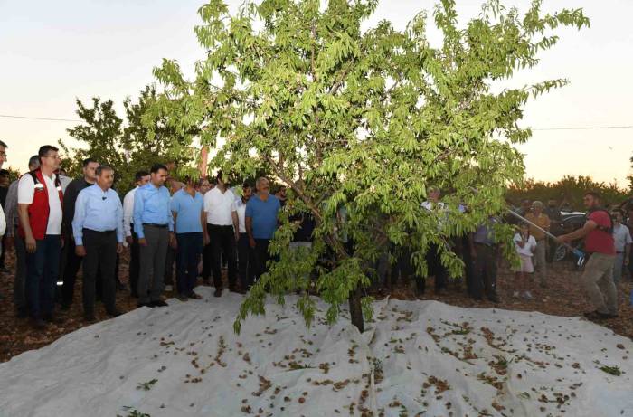 Şanlıurfa’da Badem Hasadı Çiftçiyi Memnun Etti