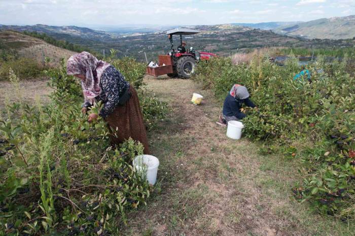 Hücreleri Yeniliyor, Diabete İyi Geliyor Şimdi Pazar Arıyor