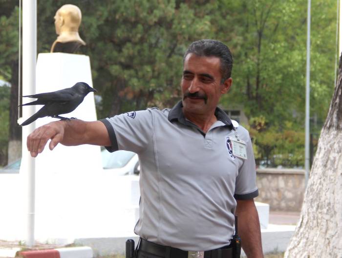 Bu Karga Her Gün Mesai Yapıyor