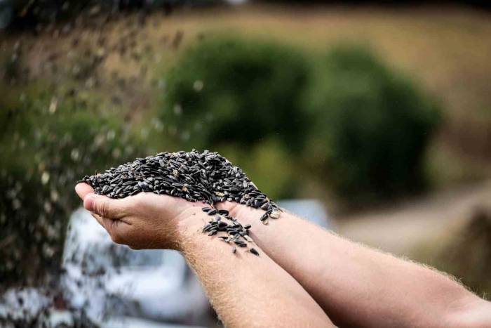 Bilecik’te Yağlık Ve Çerezlik Ayçiçeği Hasadı Başladı
