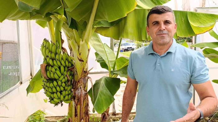 Manavgat’ta Hobi Bahçesinde Zeytin Ve Muz Hasadı