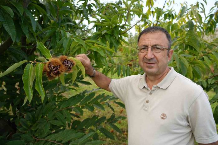 Gal Arısına Dayanıklı Kestanenin Hasadına Başlandı