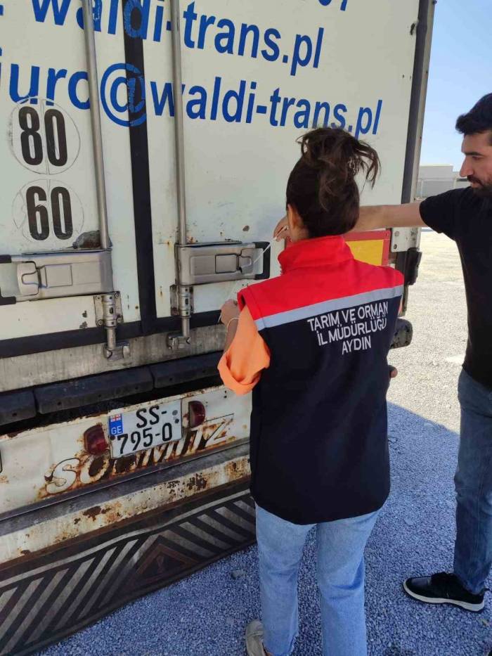 Söke’den Rusya Ve İtalya’ya Balık İhracatı