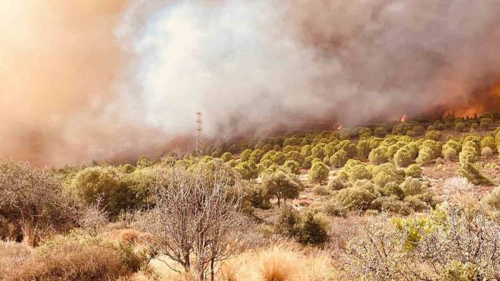 340 Hektar Alanın Yandığı Foça’daki Yangın Kontrol Altına Alındı