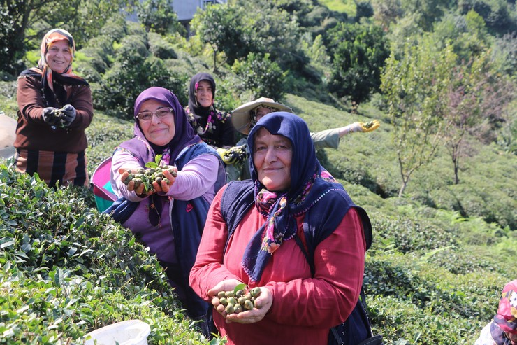 cayin-yapragi-da-copu-de-tohumu-da-para-ediyor-1.jpg