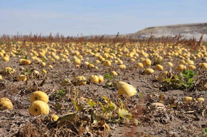 Nevşehir’de Çerezlik Kabak Çekirdeği Hasadı Yapıldı