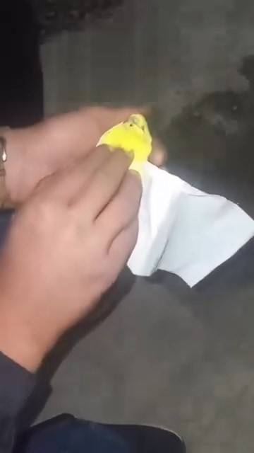 Kalp Masajı Yapıp Fatiha Okudular, Kuşu Hayatta Tutmayı Başardılar