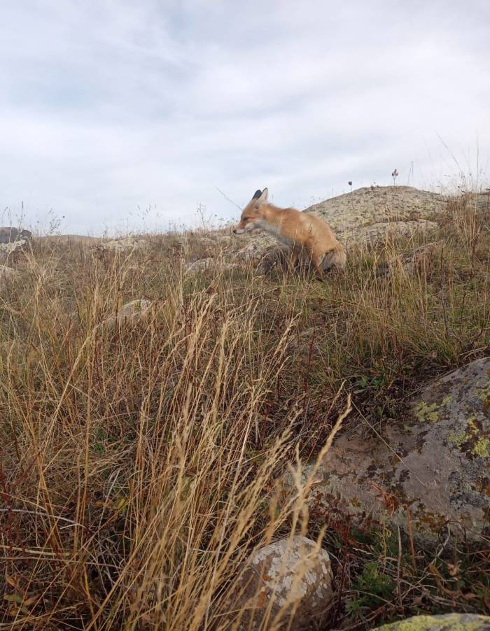 Ressam Nuh, Dostluk Kurduğu Tilkiyi Her Gün Besliyor