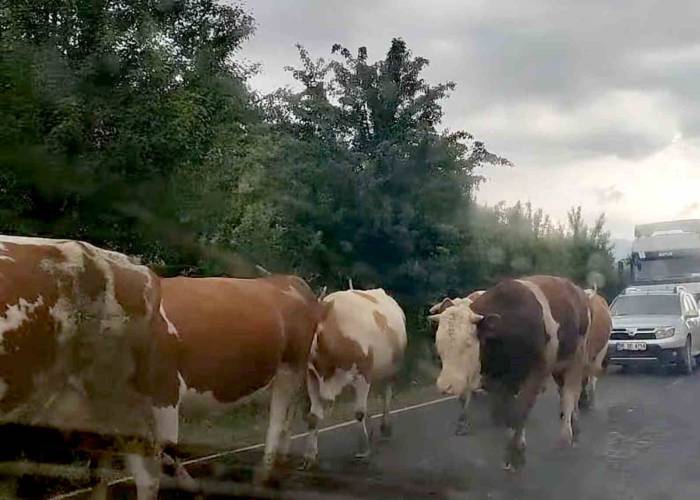 Valilikten Karayollarına Çıkan Büyükbaş Hayvan Sahiplerine Uyarı