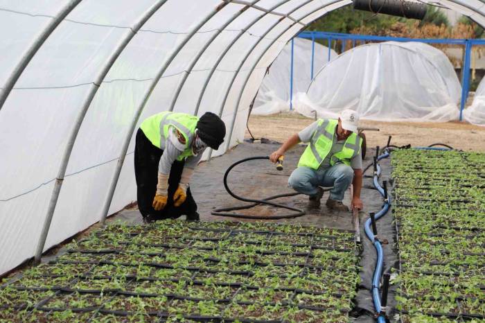 Kavşak Ve Refüjler Çiçeklerle Süsleniyor