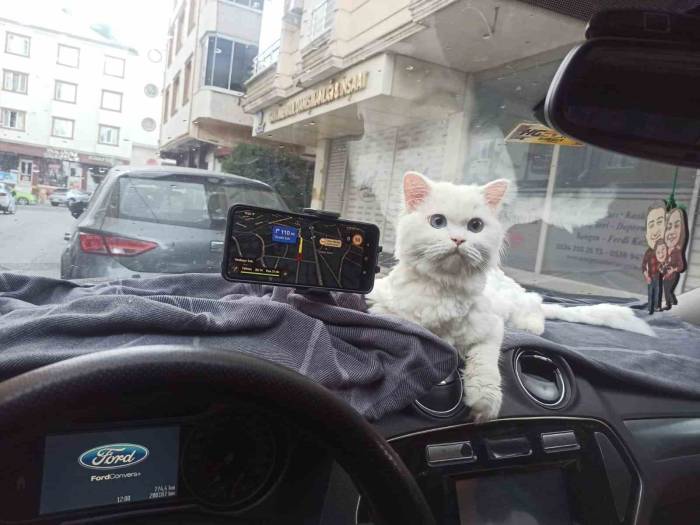 Kapısı 10 Saniye Açık Unutulan Binadaki Kedinin Çalındığı Anlar Kamerada