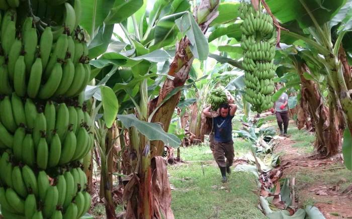 Muzun Başkentinde Hasat Sezonu Başladı: Tüketilen Her İki Muzdan Biri Mersin’den