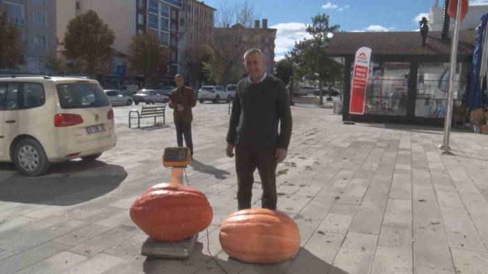 Gören Şaşıp Kaldı: Bahçesinde 50 Kilogramlık Kabak Yetiştirdi