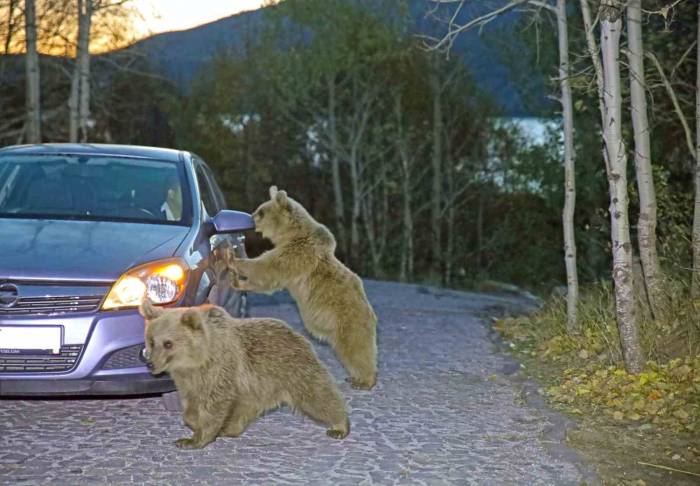 Sürü Halinde Dolaşan Ayılar Yiyecek İçin Araçlara Saldırdı