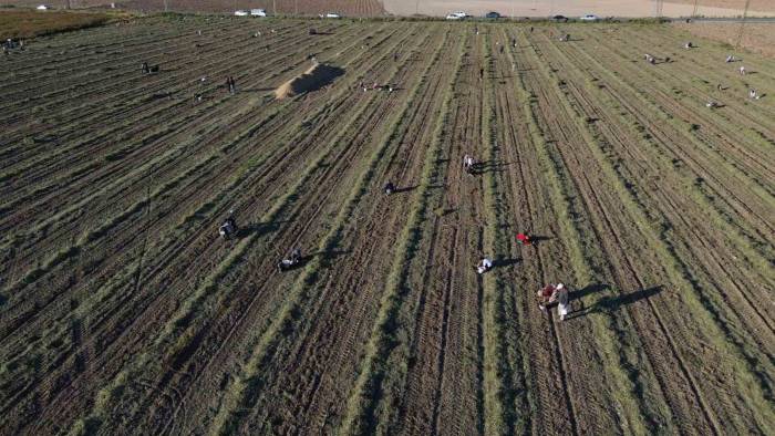 30 Dönümlük Yer Fıstığı Tarlasında Hasadını Yapan Çiftçi, Geri Kalanını Vatandaşa Bırakınca Duyan Akın Etti