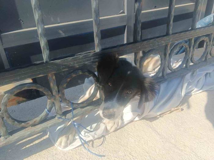 Kafası Demir Parmaklıklara Sıkışan Köpek İtfaiye Tarafından Kurtarıldı