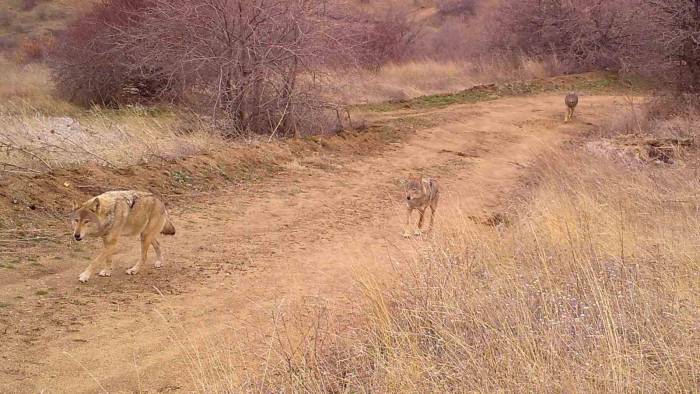 Bozkırın Saklı Yüzü: Yaban Hayvanlarının Doğal Yaşamı Kameraya Yansıdı
