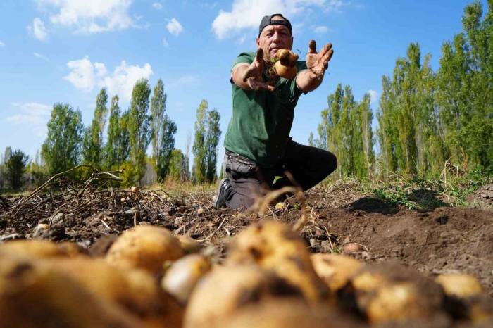 Patatesteki Yüksek Rekolte Çiftçiye Maniler Türküler Söyletti