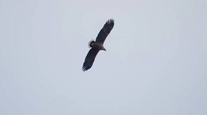 Dev Kartal, Sivas’ta Görüntülendi