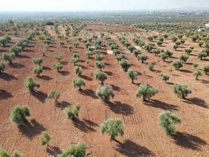 Kilis’te Zeytin Hasadı Başladı