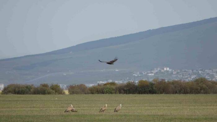"Doğanın Çöpçüsü" Kara Akbabalar Leş Üzerinde Keşif Uçuşu Yaparken Görüntülendi