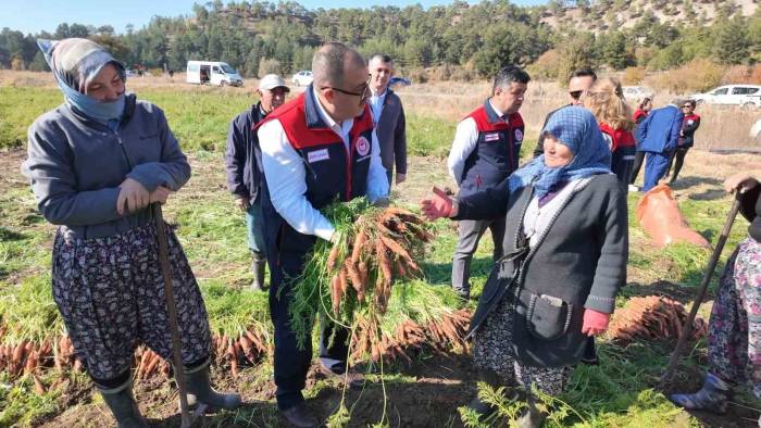 Denizli’de Bu Yıl 5 Bin Ton Havuç Hasat Edilecek