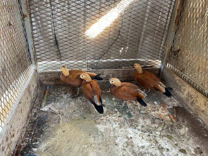 Kırşehir’de ’angut’ Besleyen Şahıs Gözaltına Alındı